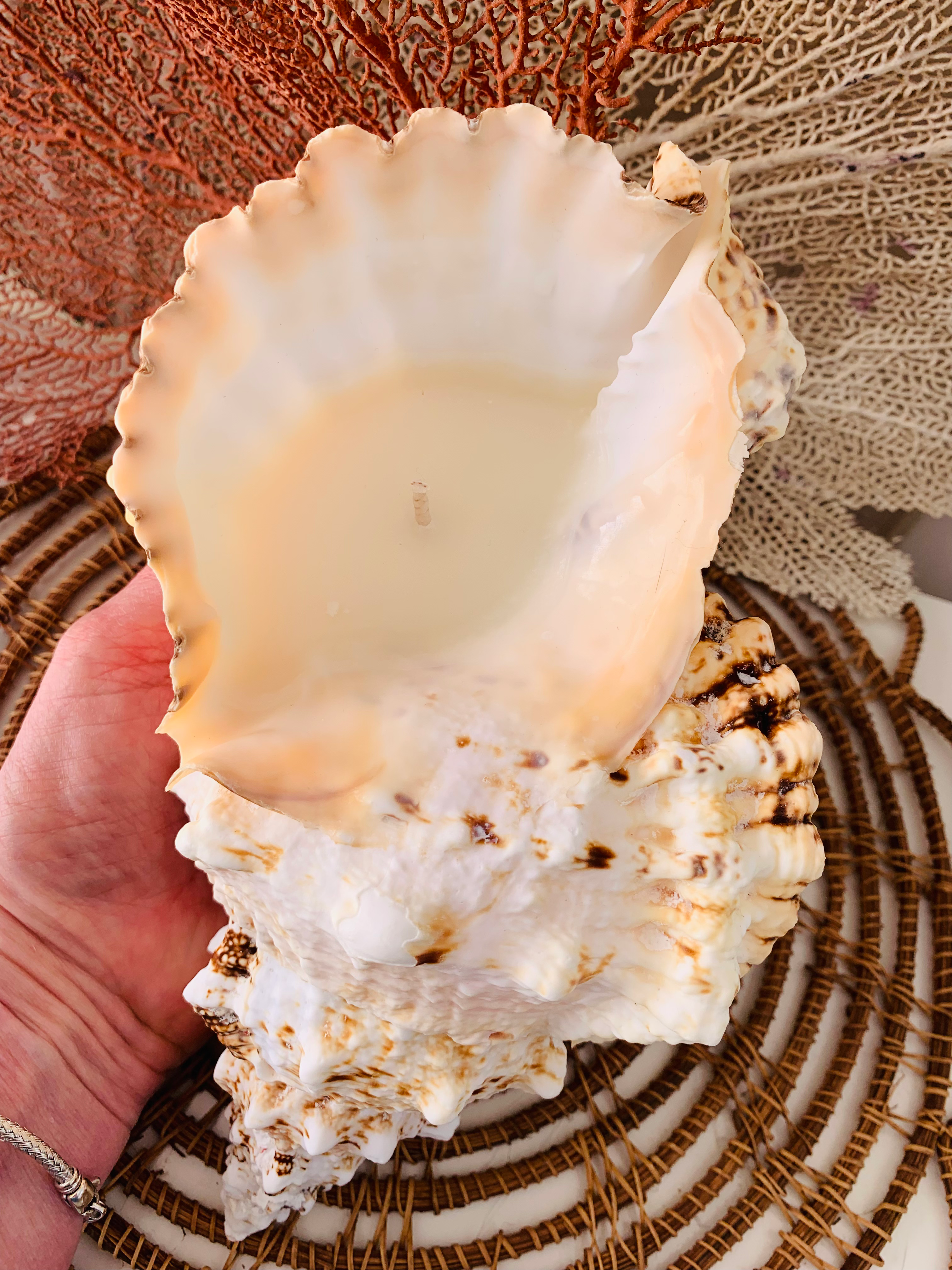 BURSA SHELL CANDLE