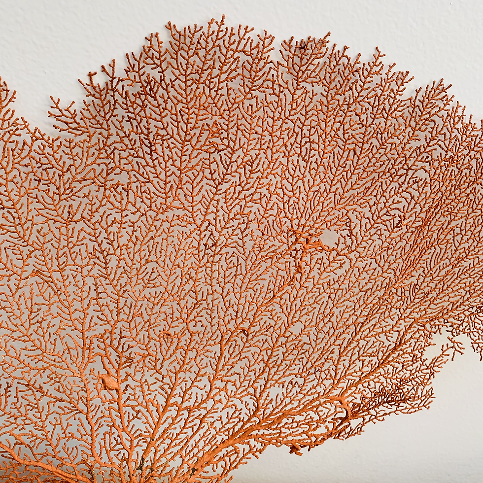 Thumbnail: RED CARIBBEAN SEA FAN VIII