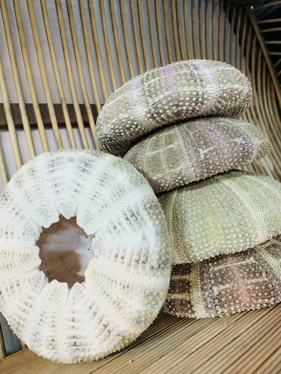 Thumbnail: NATURAL ALFONSO SEA URCHINS