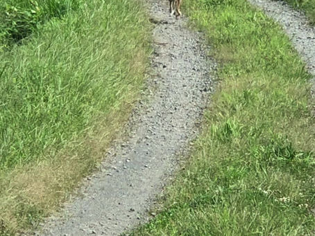 キツネがいました🦊
