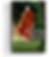 Book Cover-16.png