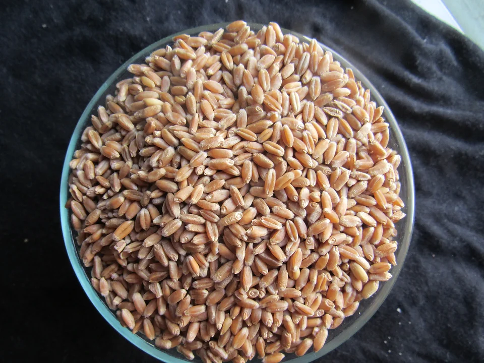 Turkey Red Heirloom Hard Winter Wheat Berries Grainsfromtheplains