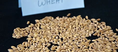 White Hard Red Turkey Red Winter Wheat Berries Sampler