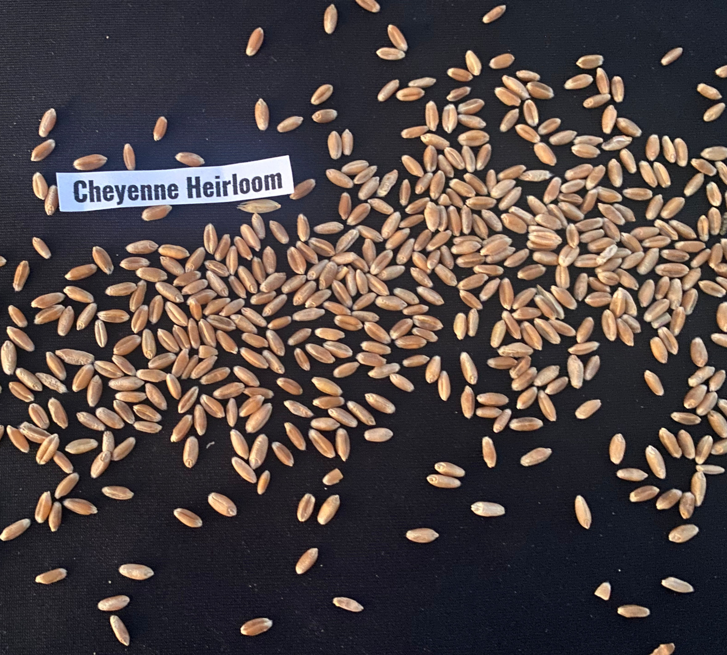 Cheyenne Red Heirloom Hard Winter Wheat Berries