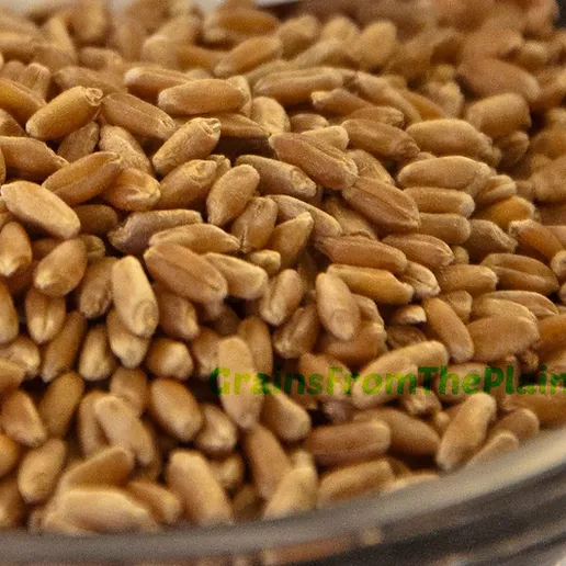 Colorado Rustic Red Hard Red Winter Wheat Berries