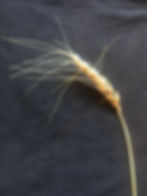 Thumbnail: Scout 66 Heirloom Hard Red Winter Wheat Berries