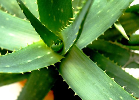 Nature's Medicine: 17 Herbs & Their Uses For Better Health