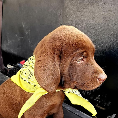 Chocolate Lab pup.jpg