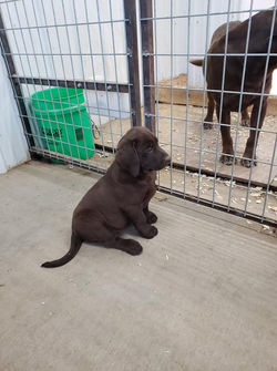Single chocolate pup.jpg
