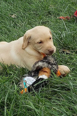 First retrieve.jpg