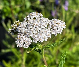 yarrow all round healer astringent dark spots hormonal digestive balance