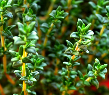 Thyme - antifungal, antibacterial, antimicrobial actions