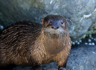 river otter looking at you small Leo Sooter_600.jpg