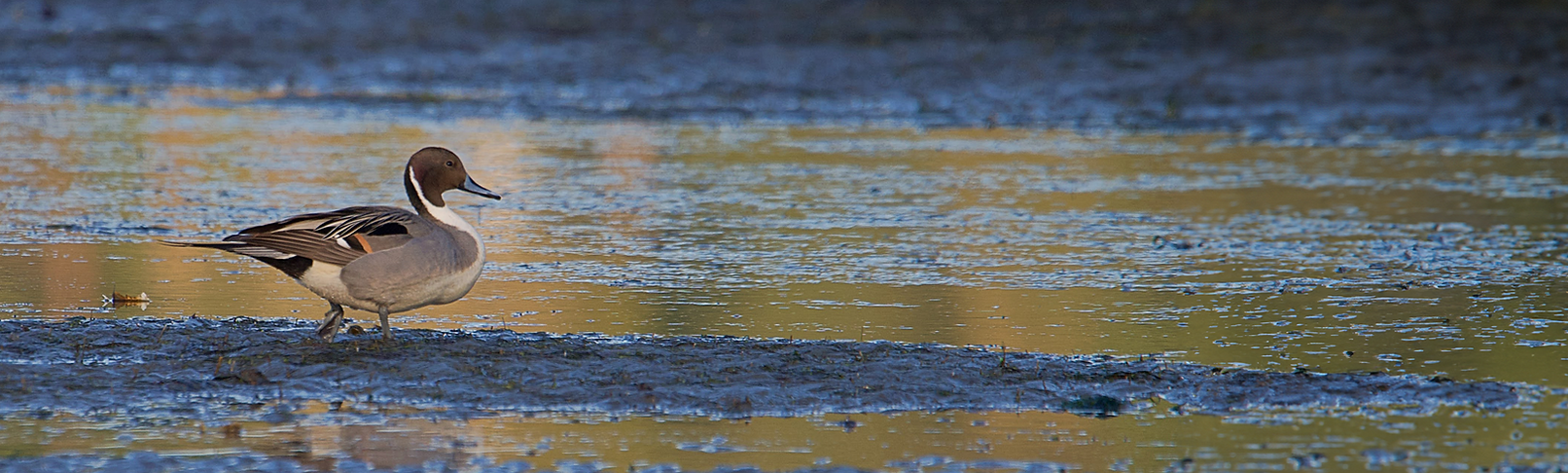 duck on golden hour reflection for Stewardship_2000.png