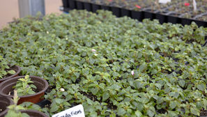 Plant sale to benefit FFA Saturday