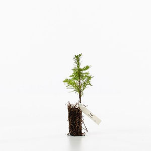 0005569_yew-taxus-baccata_550.png