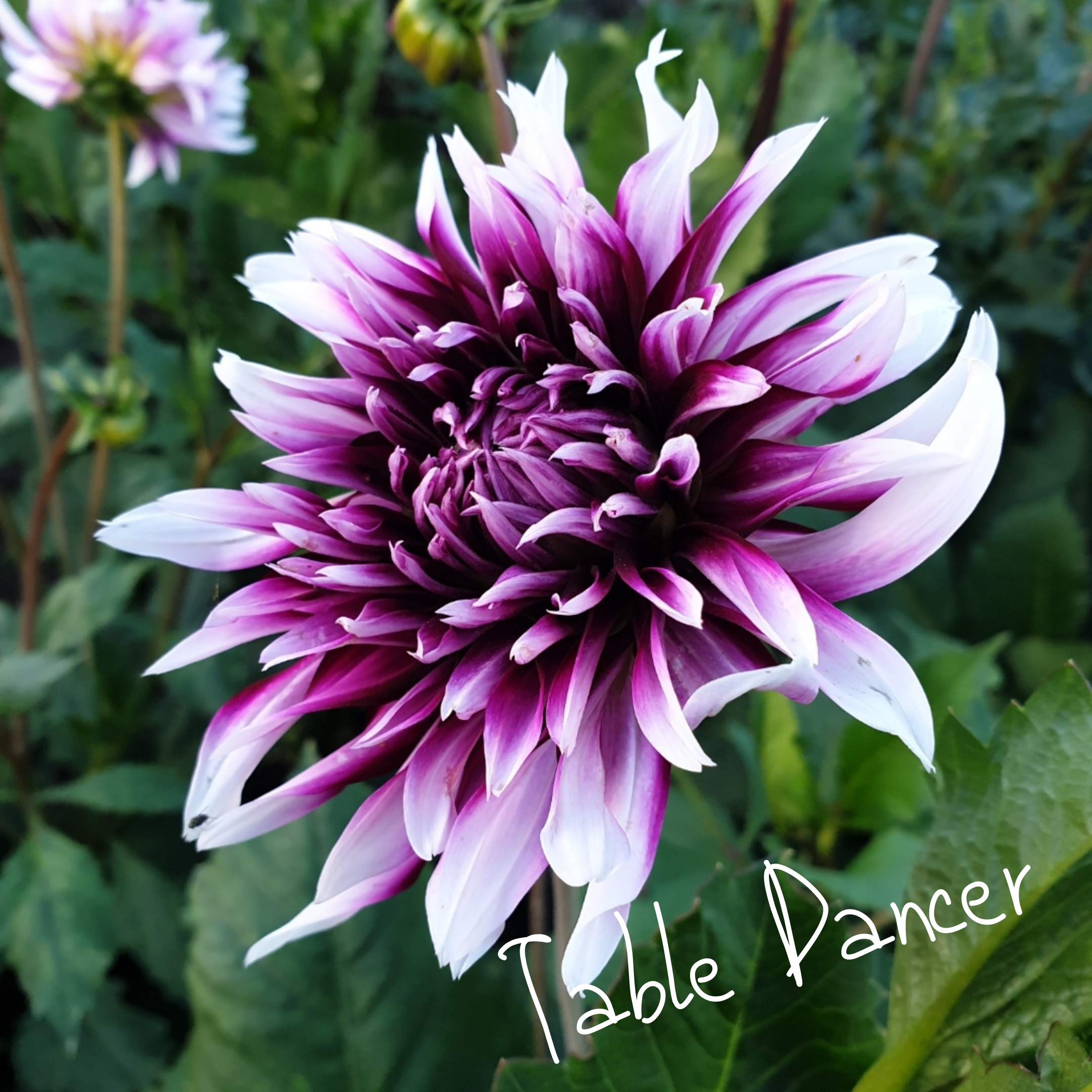 Dahlia ‘Table Dancer’ boasts bright coral-orange blooms with ruffled petals — perfect for lively bouquets and garden beds.