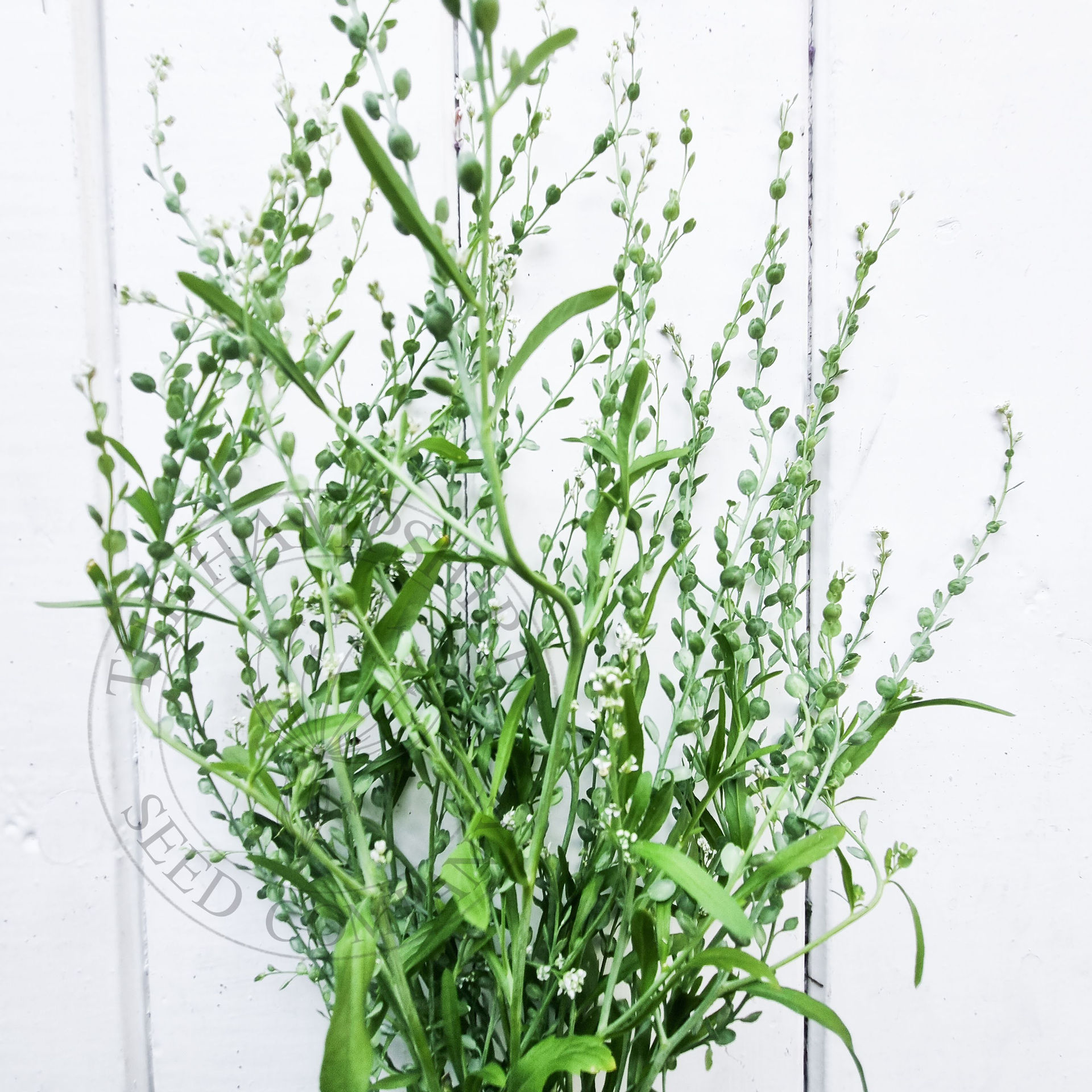 Lepidium 