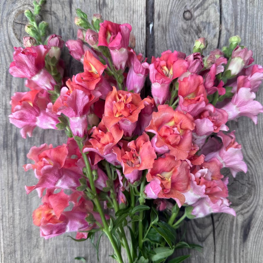 Antirrhinum 'Madame Butterfly Bronze' with warm, coppery-rose blooms on tall stems — perfect for autumnal bouquets.