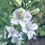 Thumbnail: Larkspur ‘White’ features tall spikes of pure white flowers — perfect for elegant bouquets and classic garden borders.