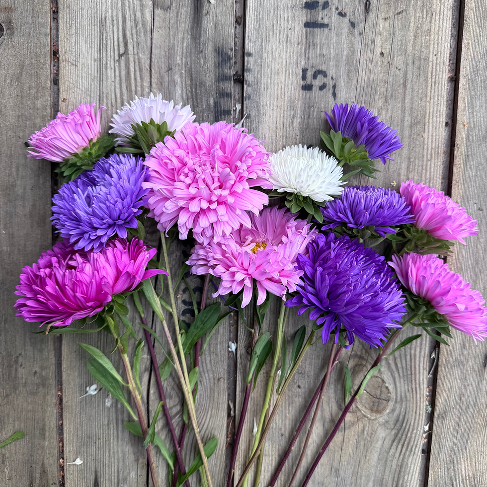 Callistephus chinensis (China Aster) ‘King Mixed’ with large double blooms in pink, purple, and white for cut flower gardens.