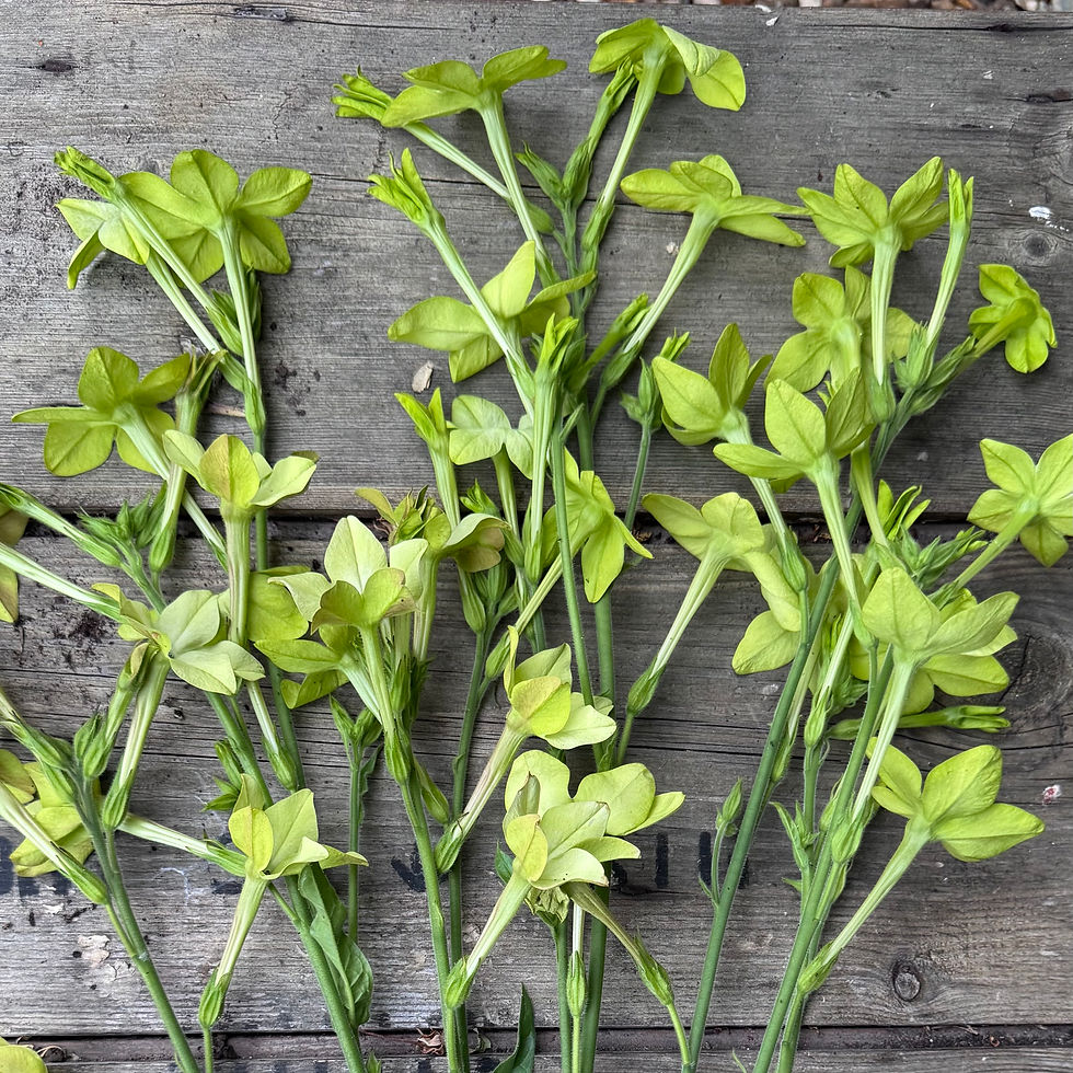 Thumbnail: Nicotiana Alata Mojito