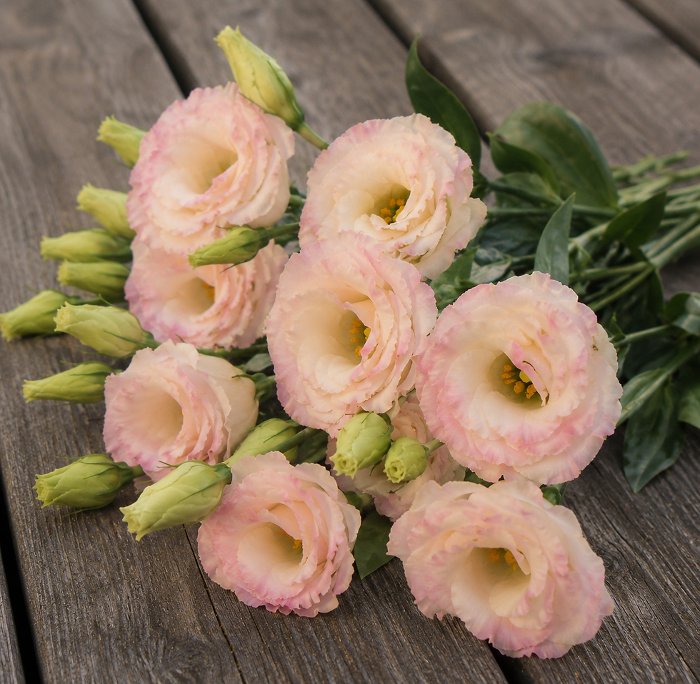 Lisianthus Arena 3 Champagne on wooden bench