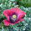 Thumbnail: Papaver Somniferum (Poppy) "Giganteum"