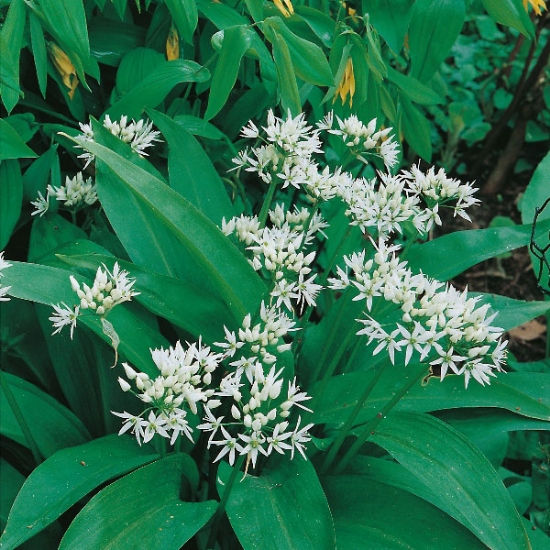 Wild Garlic