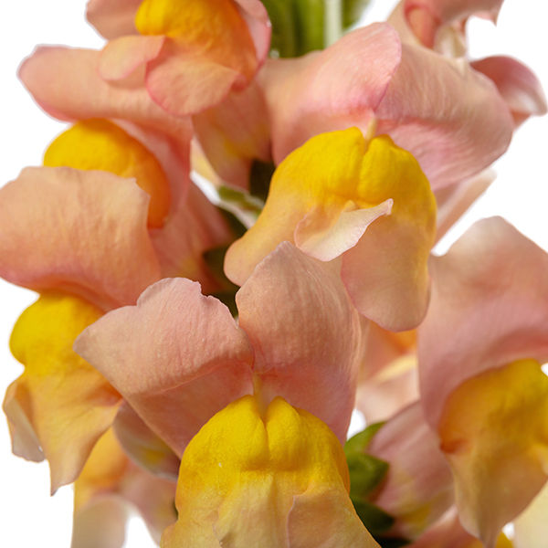 Thumbnail: Macro of Antirrhinum ‘Avignon Apricot’ petals blending apricot, blush, and buttery yellow hues