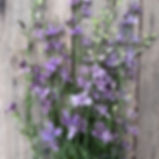 Larkspur 'Misty Lavender' with soft, smoky lavender blooms on tall, airy flower spikes