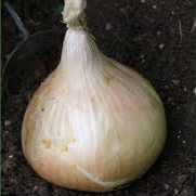 Onion Globo
