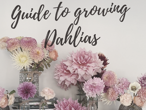 Guide to Growing Dahlias 