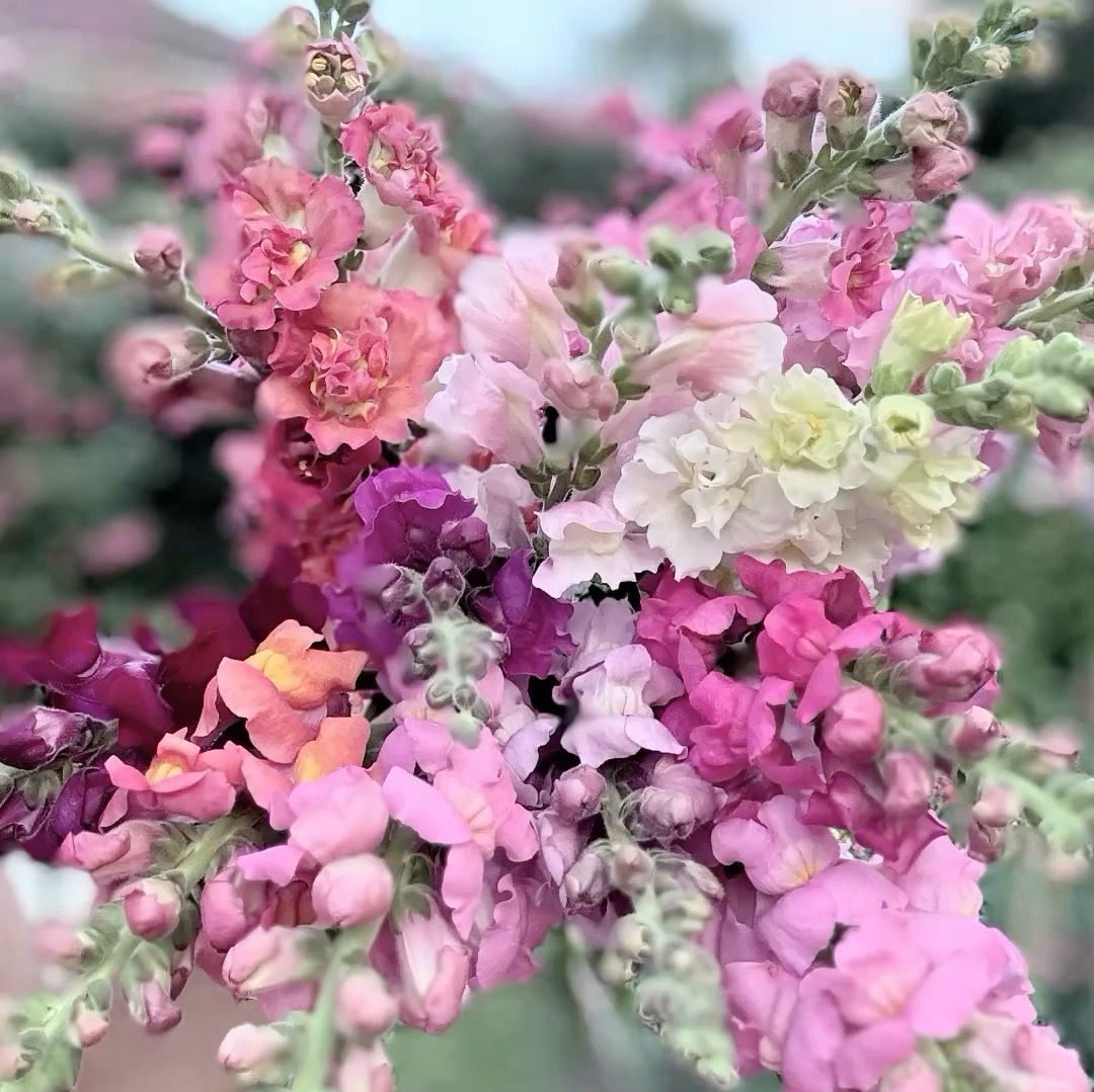 Antirrhinum Majus (Snapdragon) Madame Butterfly "Sfumato Mix  "