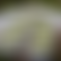 milk bottle greenhouses with plants 