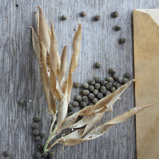 Sweet Pea Seeds with Shell