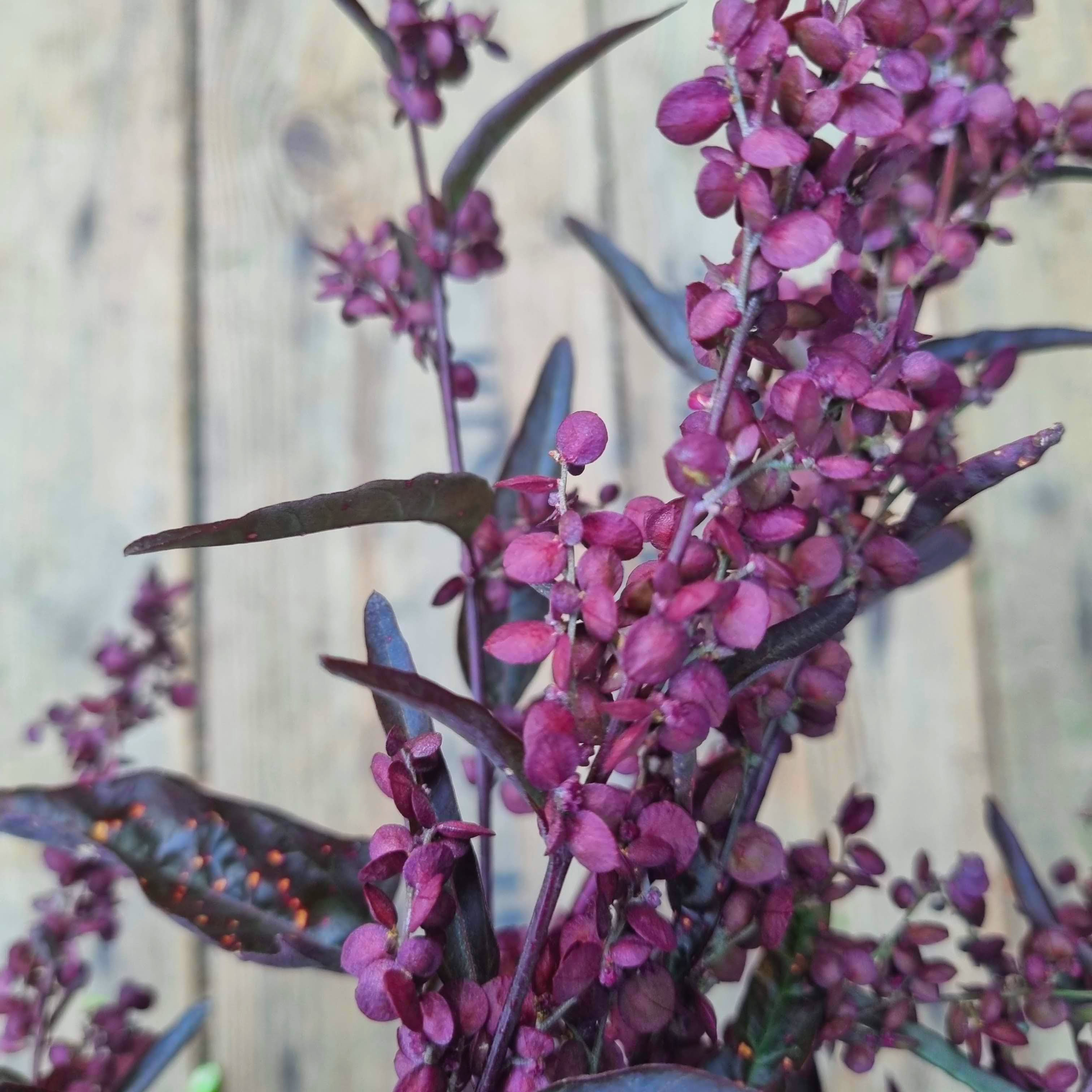 Atriplex hortensis 'Red Plume' with rich burgundy foliage. A striking edible and filler for borders, bouquets, and veg beds.