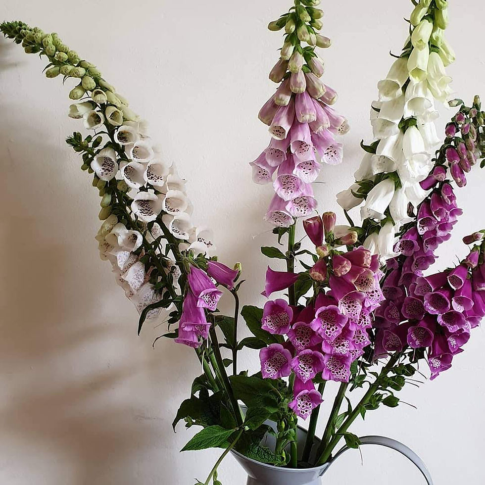 Thumbnail: Soft pink and white foxgloves in this mix bring charming vertical accents to cutting gardens and bouquets.