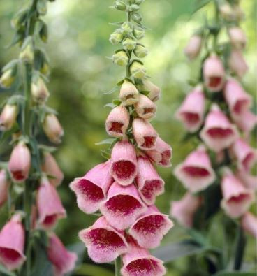 Digitalis (Foxglove) 