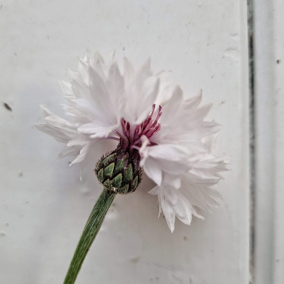 Thumbnail: Centaurea cyanus 'Classic Romantic'—romantic wildflower mix in muted tones, perfect for relaxed, natural-style bouquets.