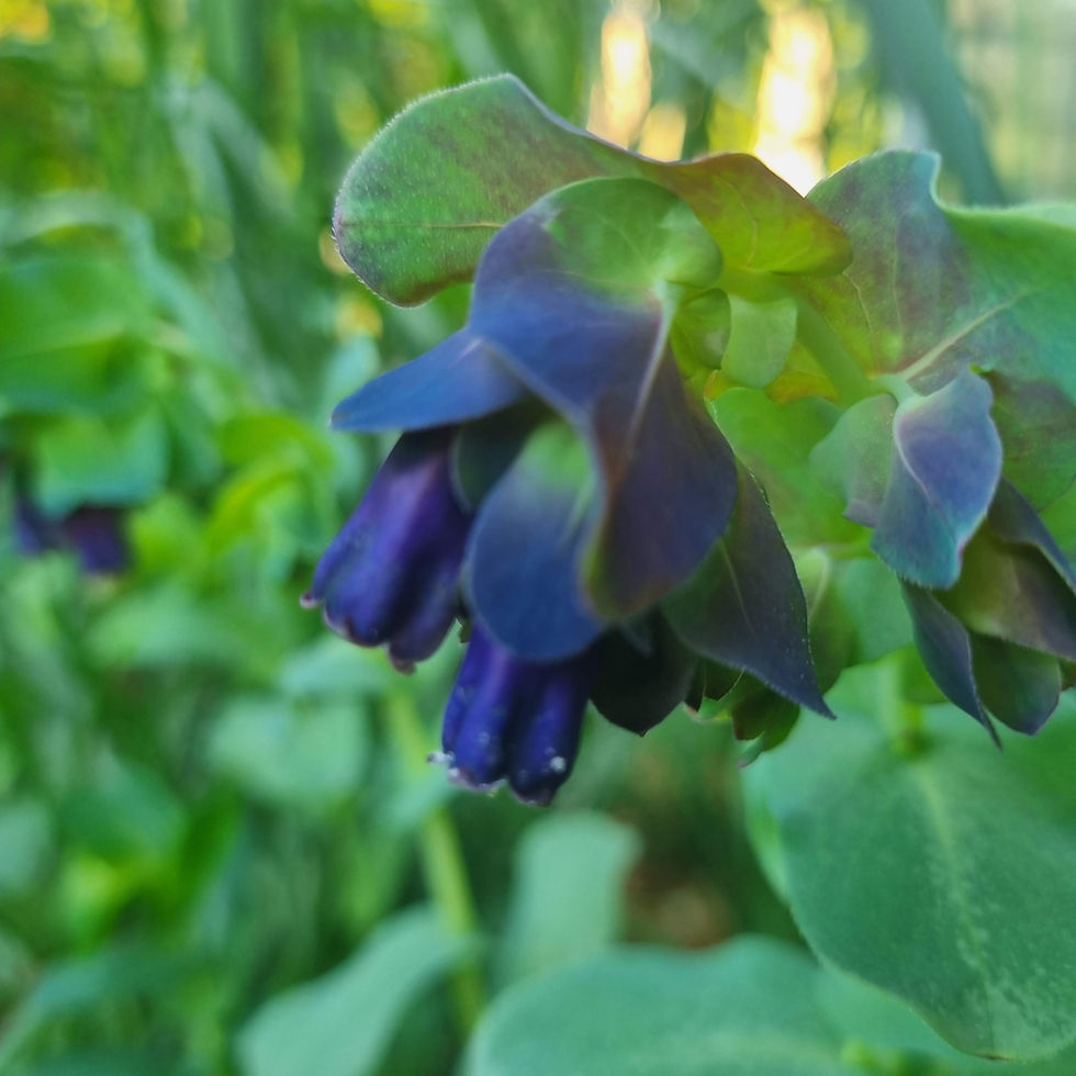 Thumbnail: Cerinthe major 'Purpurescens'—striking Mediterranean annual with moody tones, perfect for soft colour palettes and bees.