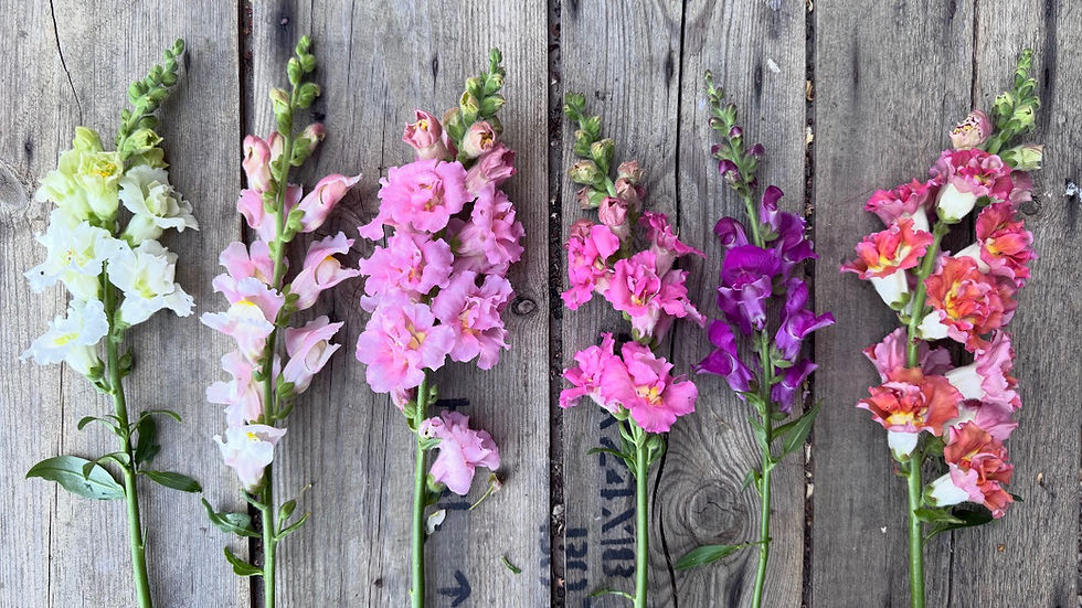 Snapdragon Groups Explained: How to Choose the Right Snapdragons for Cutting