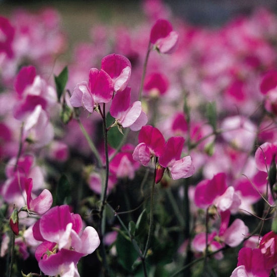 Sweet Pea (Lathyrus odoratus ‘Painted Lady’) with pink and white bi-coloured, highly scented blooms climbing on green foliage