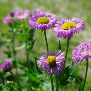 Erigeron karvinskianus ‘Pink Jewel’ with trailing stems and soft pink daisy blooms fading to blush and white.