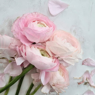 pale pink ranunculus laid on  pale blue background