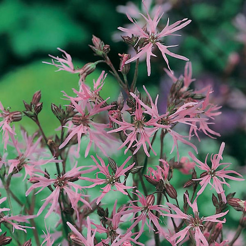 How Make A Ragged Robin Ragged Robin | Hampshire Seed Company