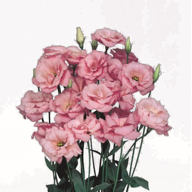 Lisianthus (Eustoma grandiflorum Echo I Pink) stems with elegant soft pink blooms, perfect for cutting gardens.