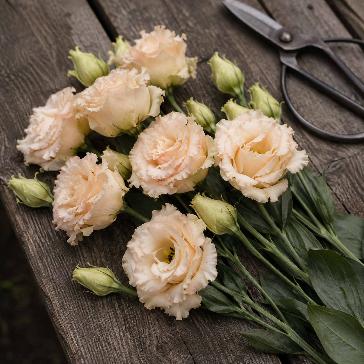 Lisianthus Alissa II Light Apricot on wooden bench
