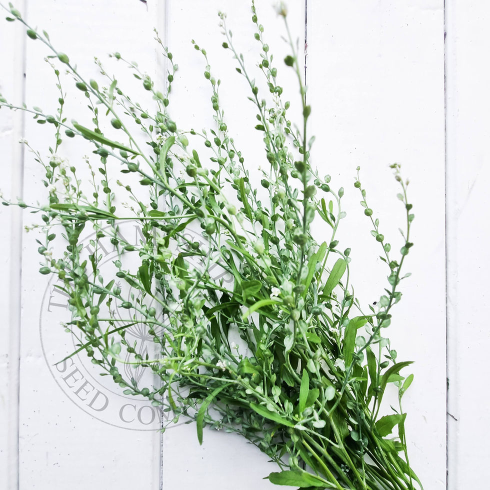 Thumbnail: Lepidium  Sativum ( Broad Leaf Cress) 4