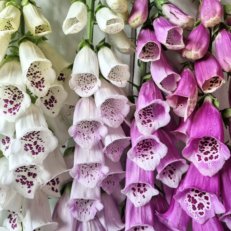 Thumbnail: Digitalis ‘Hazy Days Mix’ features delicate, speckled foxgloves in blush and white — ideal for classic garden schemes.